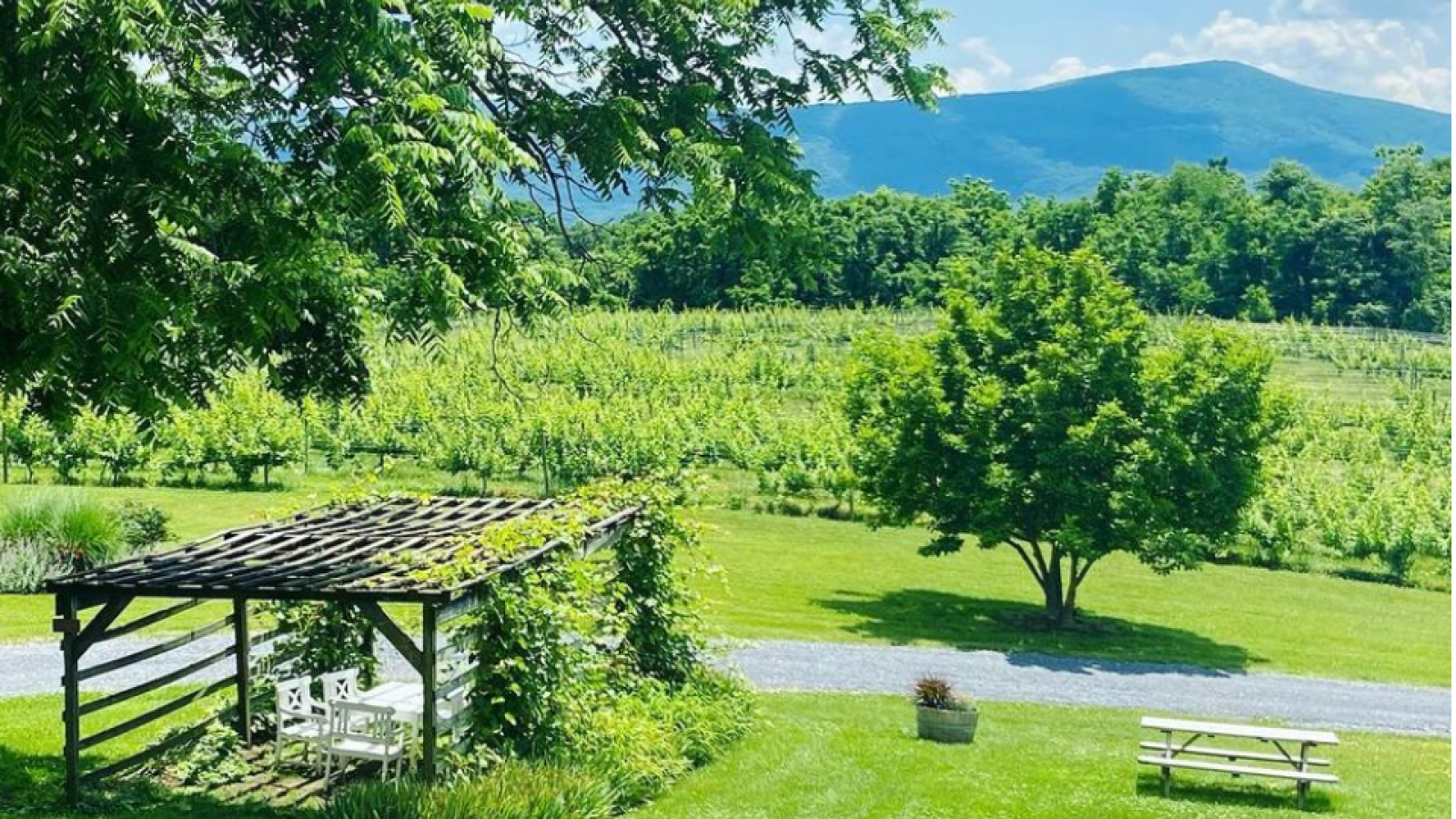 vineyard-shenandoah-2022-nsv-blog-header